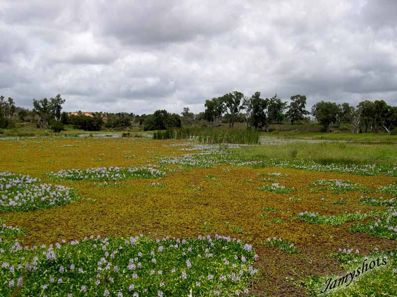 Jacinthes dans la travers�e du Nord