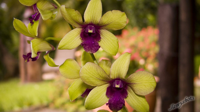 Orchid�e du jardin de Mme et Mr Obry (Poindimi�)
