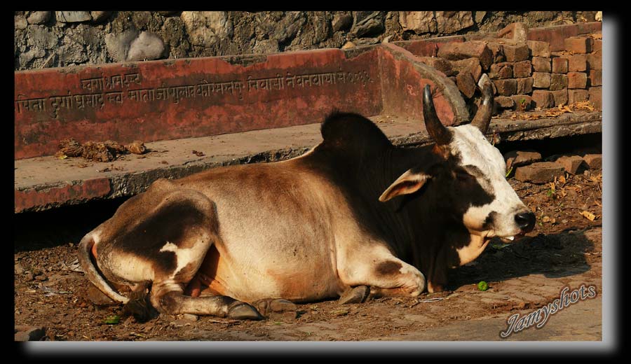 Sacrée Vache Sacrée!.