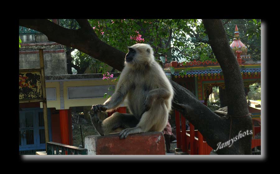 Rishikesh, paradis des singes