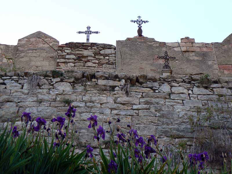 Iris de Janvier derri�re Sainte Marguerite