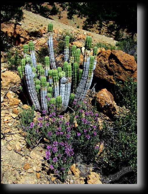 Cactus de la vall�e verte